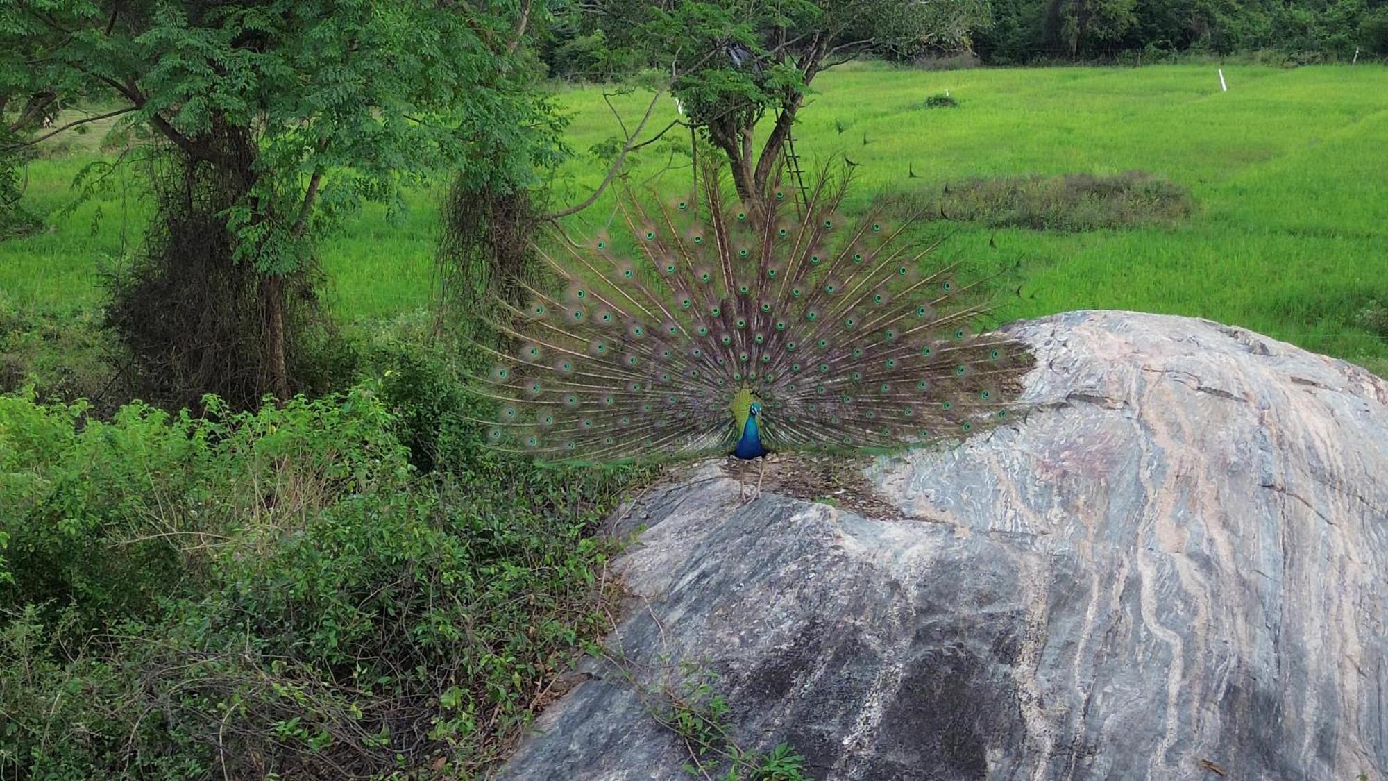 Sigiri Saat Cabana Sigiriya Exterior photo